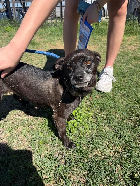 Enlarge Annalise (Louise), a Adoptable mixed breed in New Braunfels, TX image 3/6