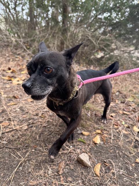 Enlarge Annalise (Louise), a Adoptable mixed breed in New Braunfels, TX image 4/6