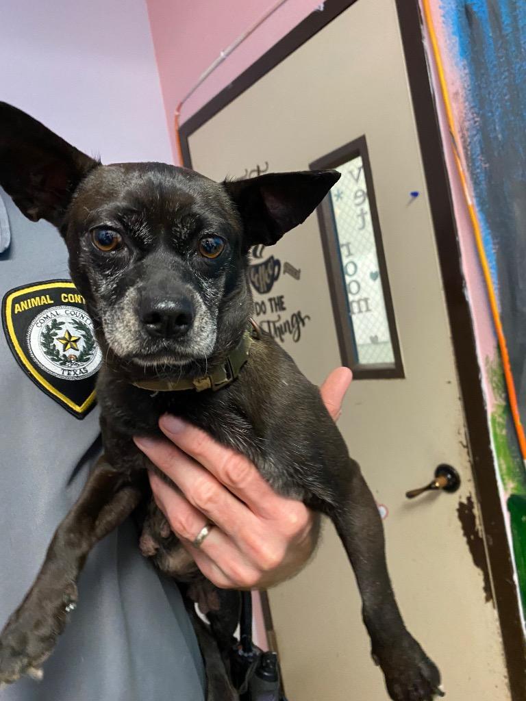 Enlarge Annalise (Louise), a Adoptable mixed breed in New Braunfels, TX image 5/6