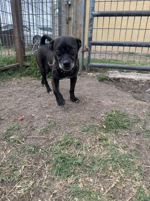 Enlarge Annalise (Louise), a Adoptable mixed breed in New Braunfels, TX image 6/6