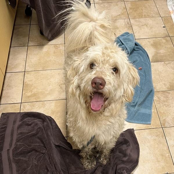 Enlarge Snicklefritz (mcas), a Adoptable mixed breed in Troutdale, OR image 1/3