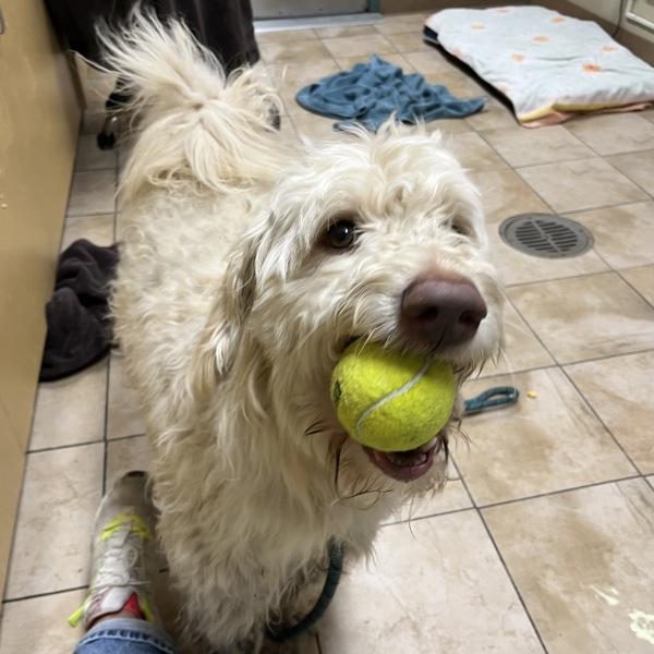 Enlarge Snicklefritz (mcas), a Adoptable mixed breed in Troutdale, OR image 3/3