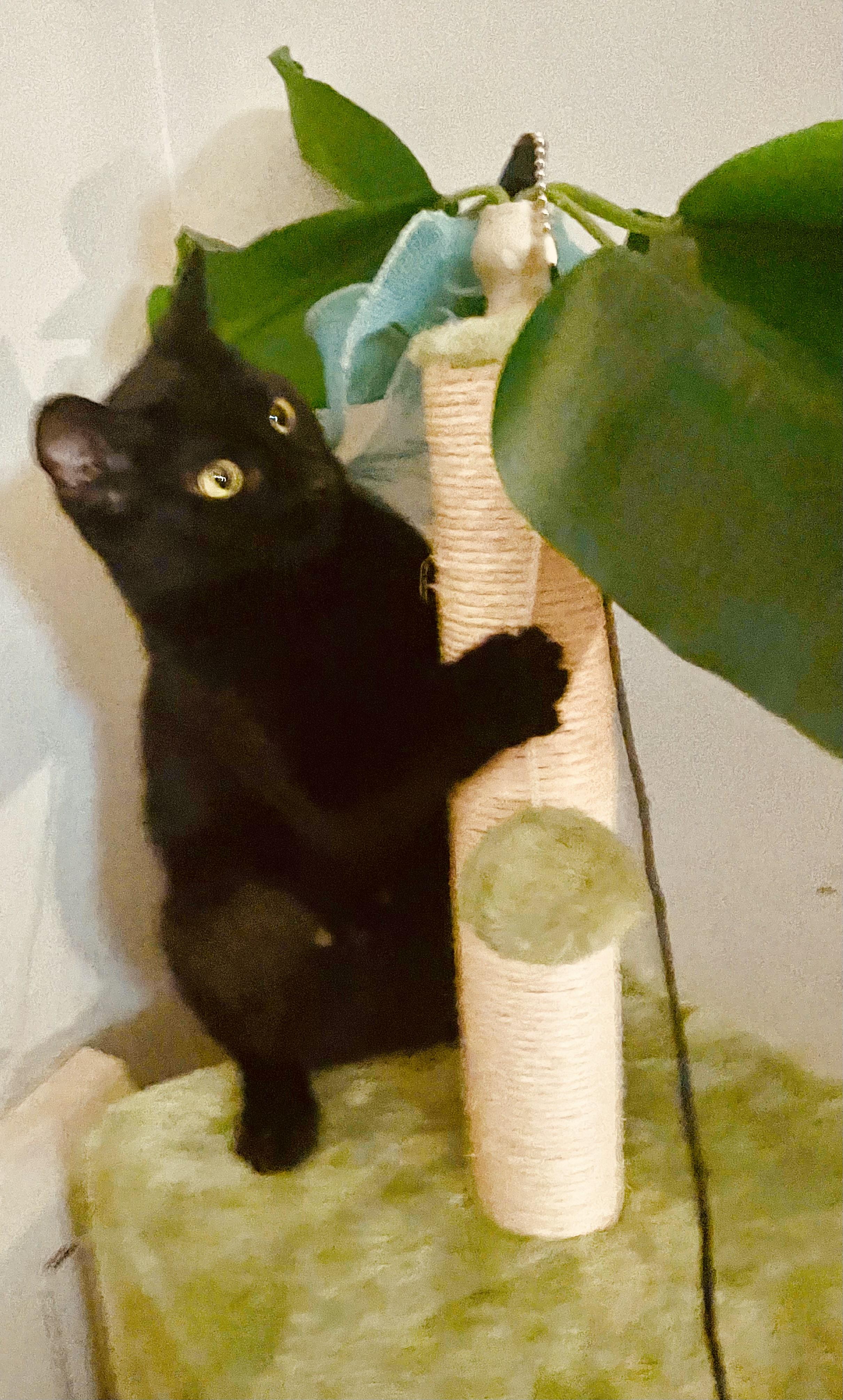Pepita, ADOPTABLE, Young Female Domestic Short Hair.