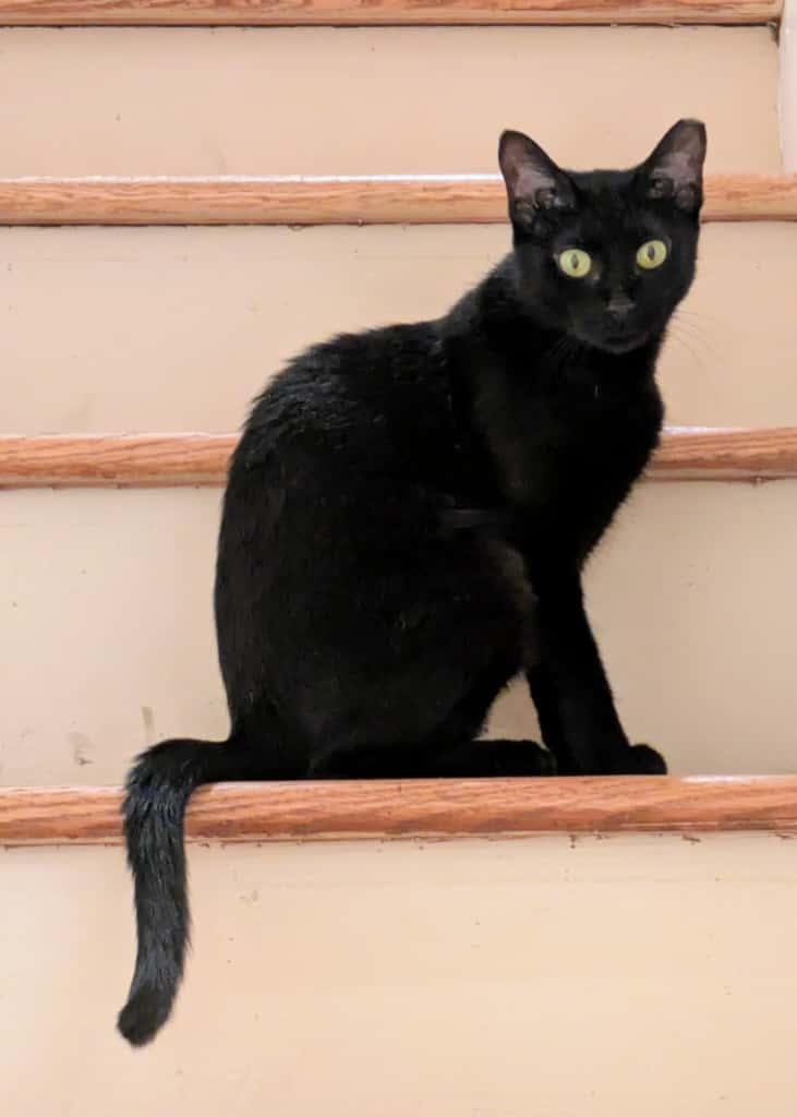 Pepita, a ADOPTABLE Domestic Short Hair in Philadelphia, PA image 2/3