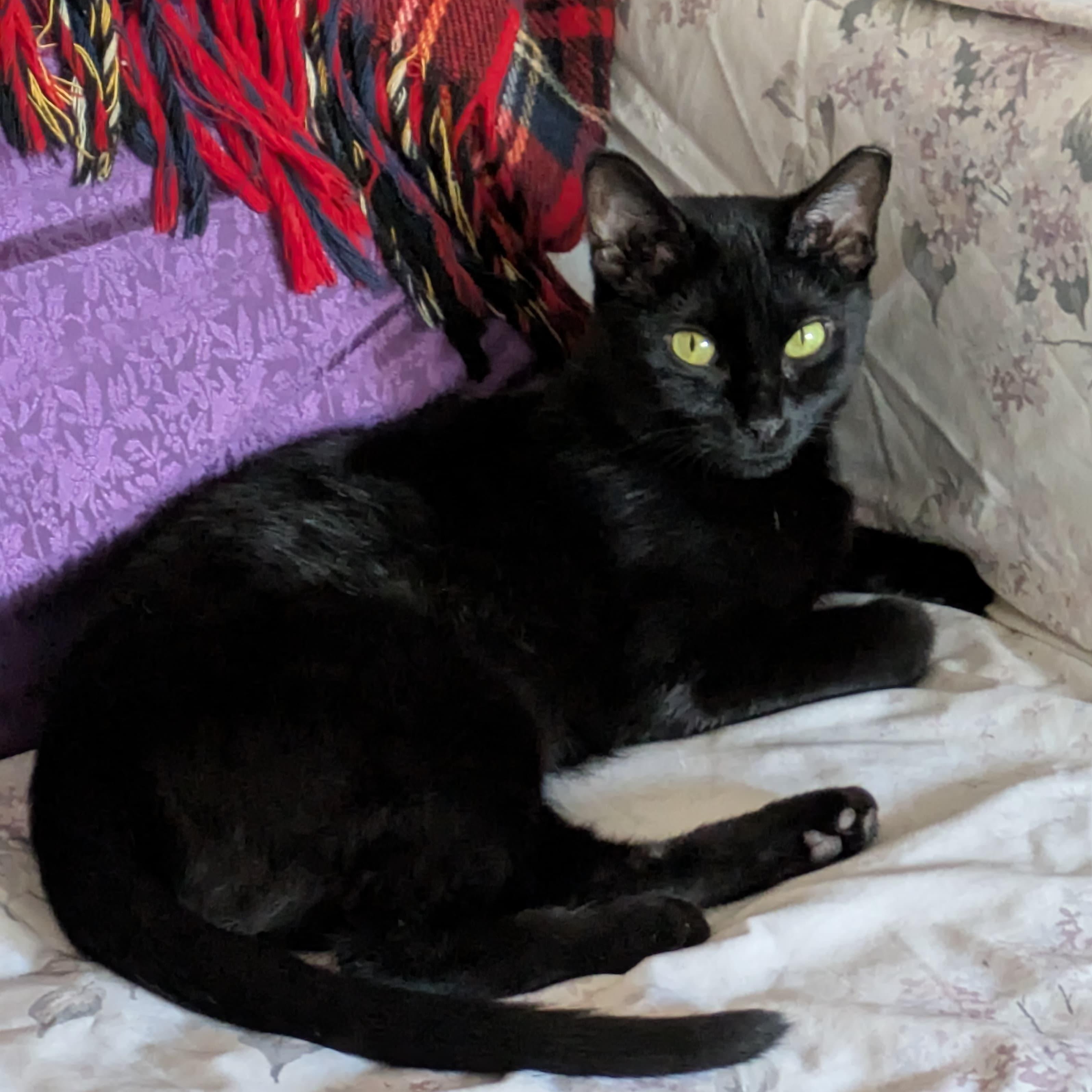 Pepita, a ADOPTABLE Domestic Short Hair in Philadelphia, PA image 3/3