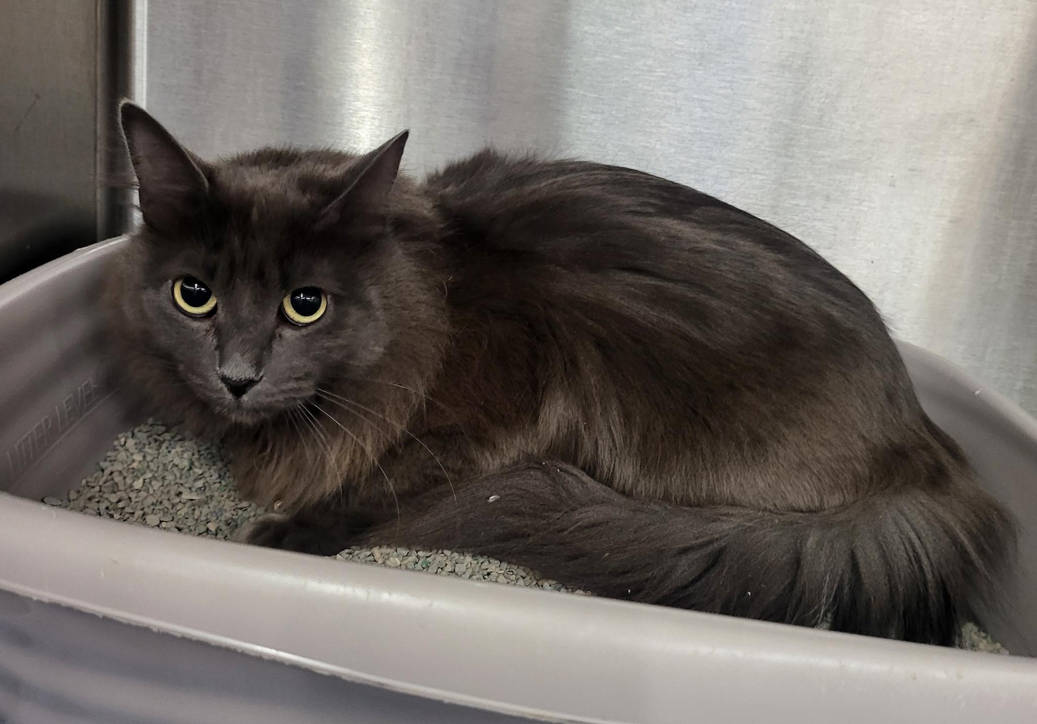 Pheobe , adopted, Adult Female Domestic Long Hair.