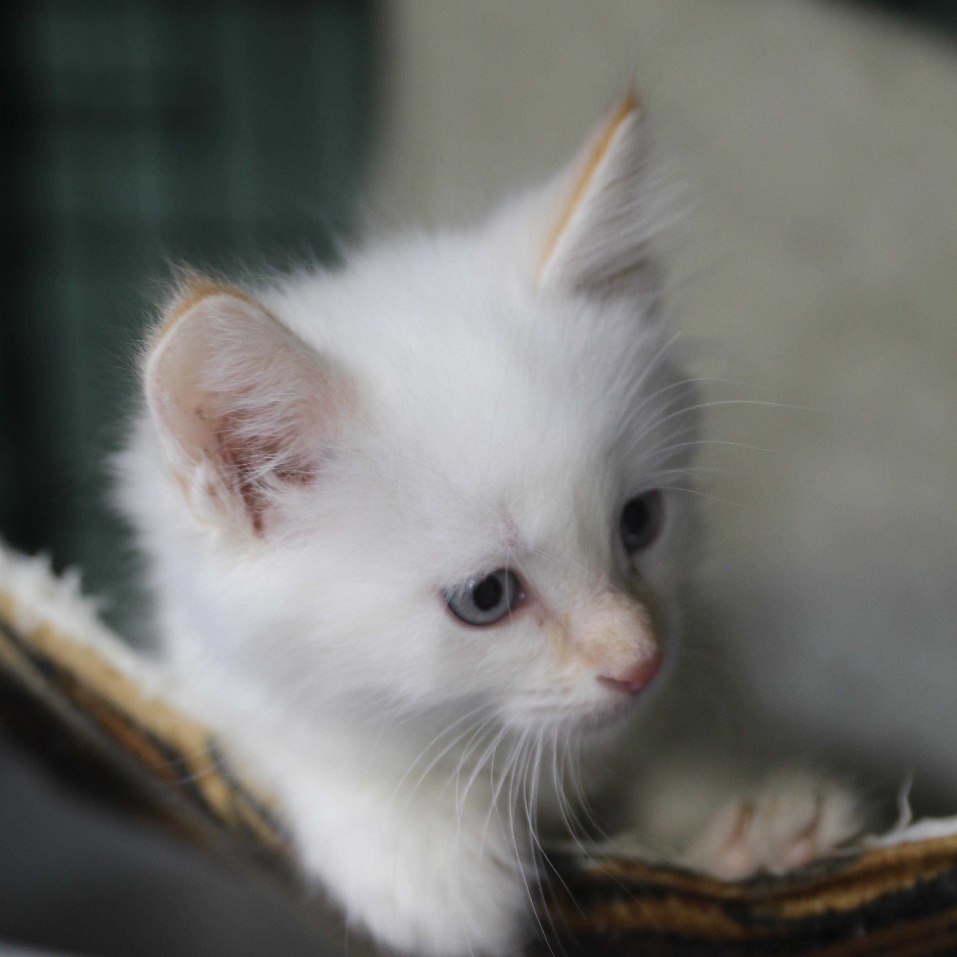 Enlarge Katsitsi, a Adoptable Siamese in Cut Bank, MT image 3/6
