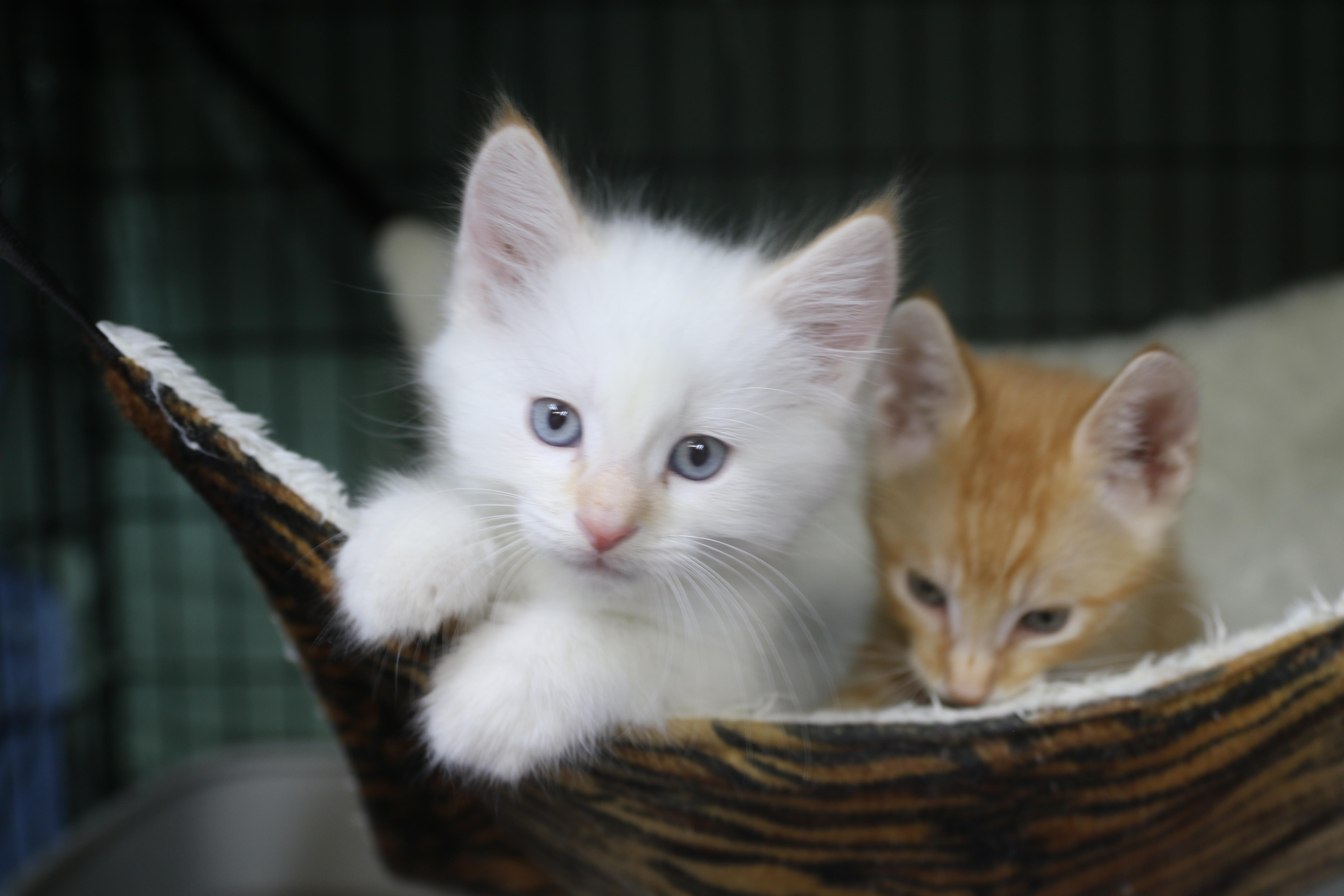 Enlarge Katsitsi, a Adoptable Siamese in Cut Bank, MT image 2/6