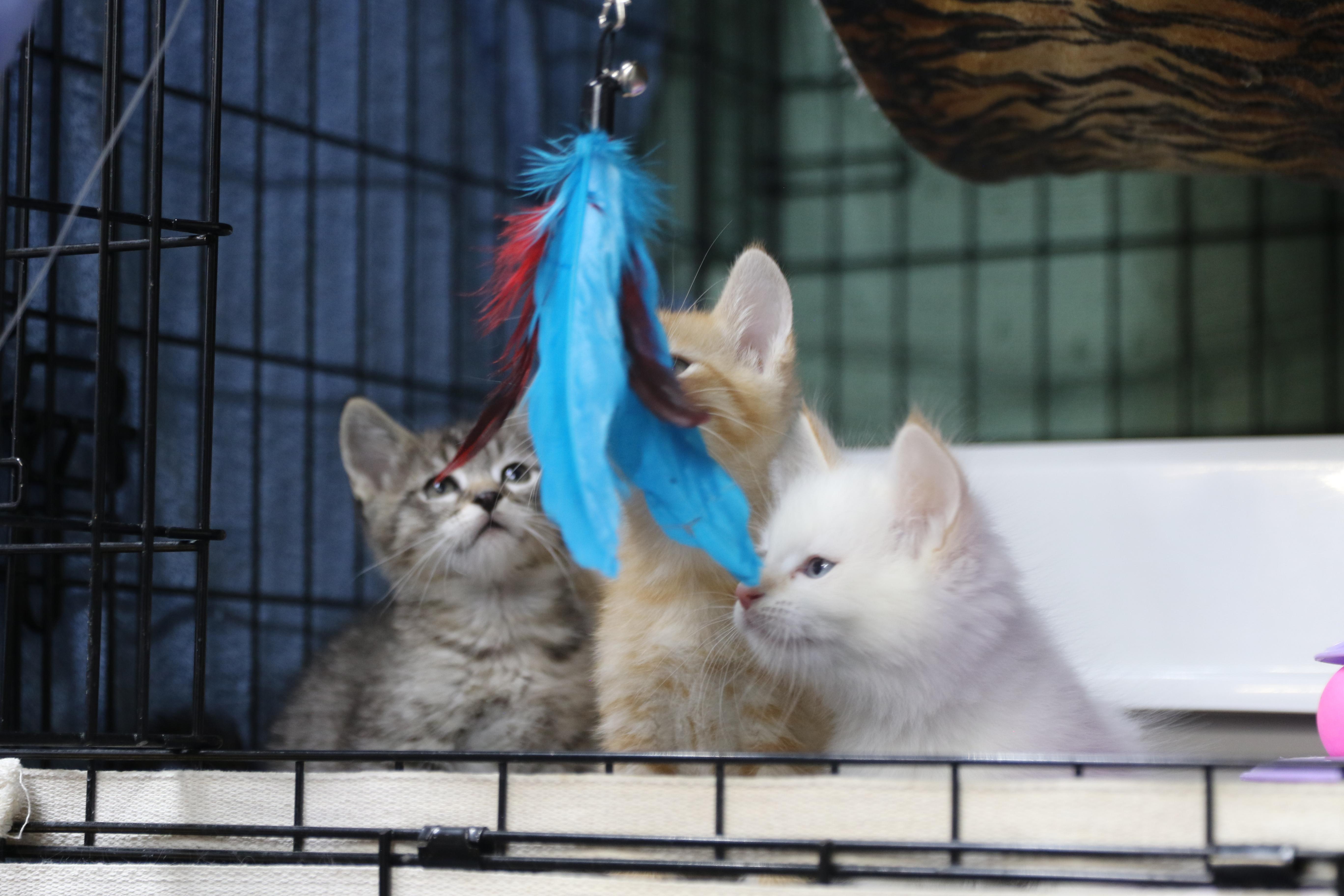 Enlarge Katsitsi, a Adoptable Siamese in Cut Bank, MT image 6/6