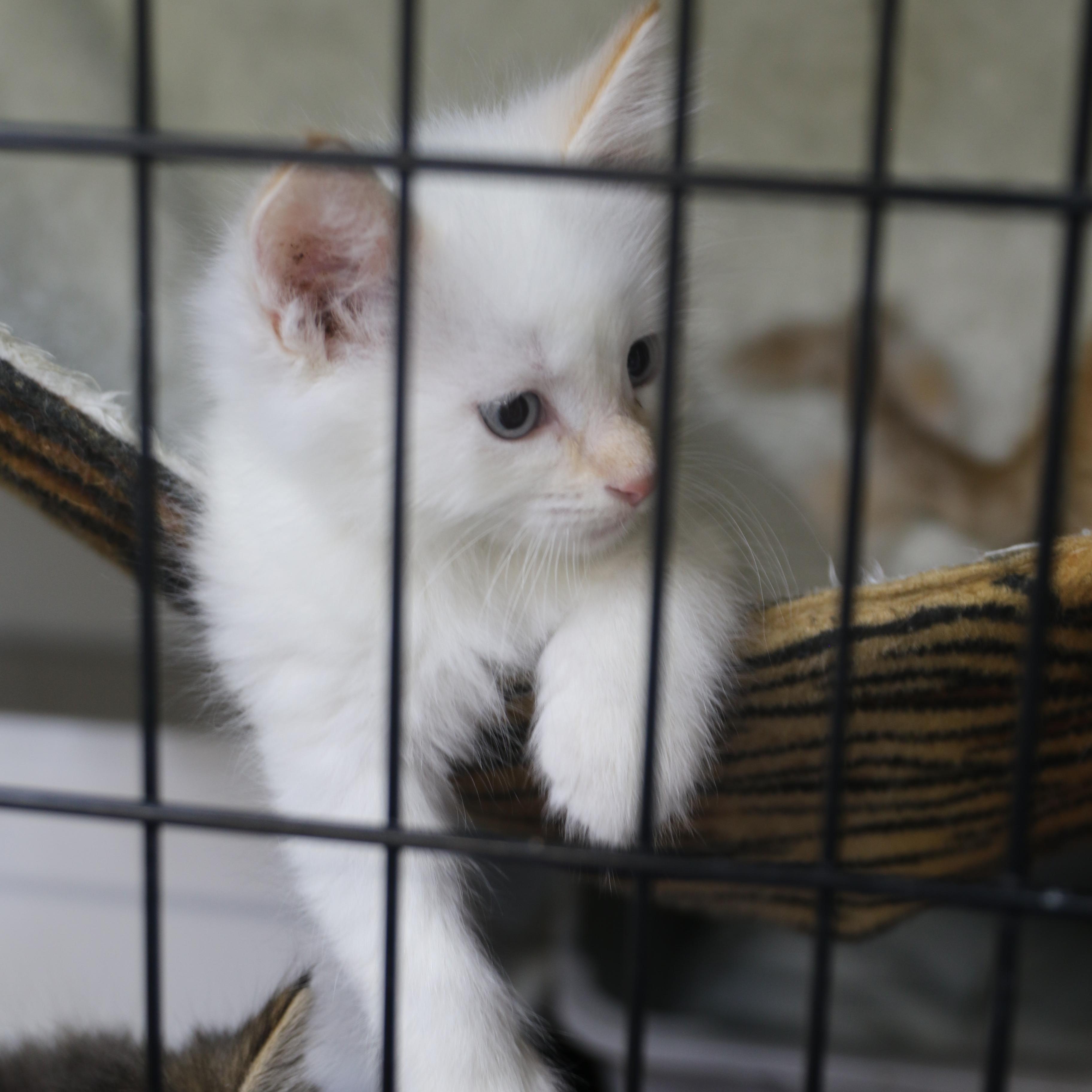 Enlarge Katsitsi, a Adoptable Siamese in Cut Bank, MT image 5/6