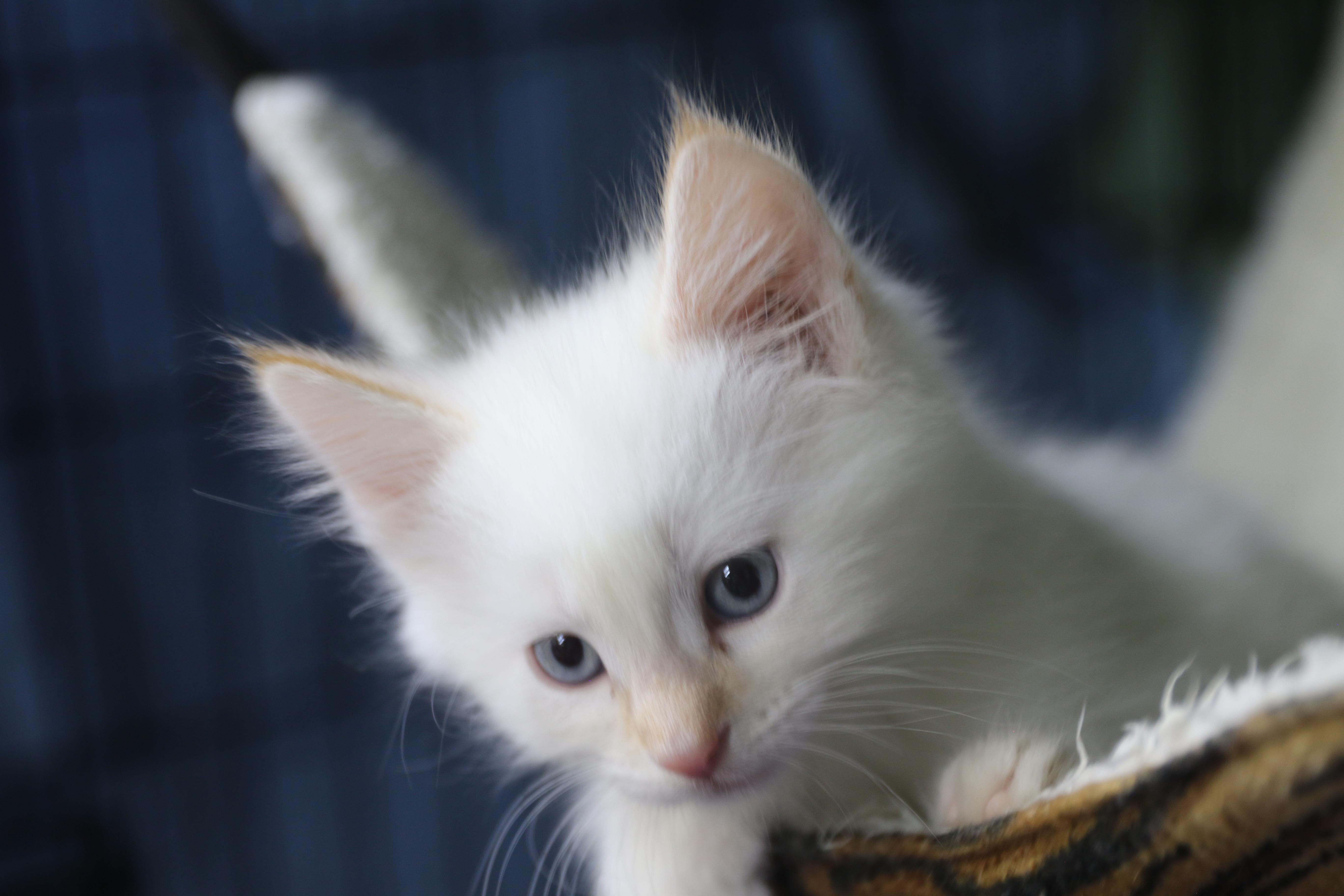 Enlarge Katsitsi, a Adoptable Siamese in Cut Bank, MT image 4/6