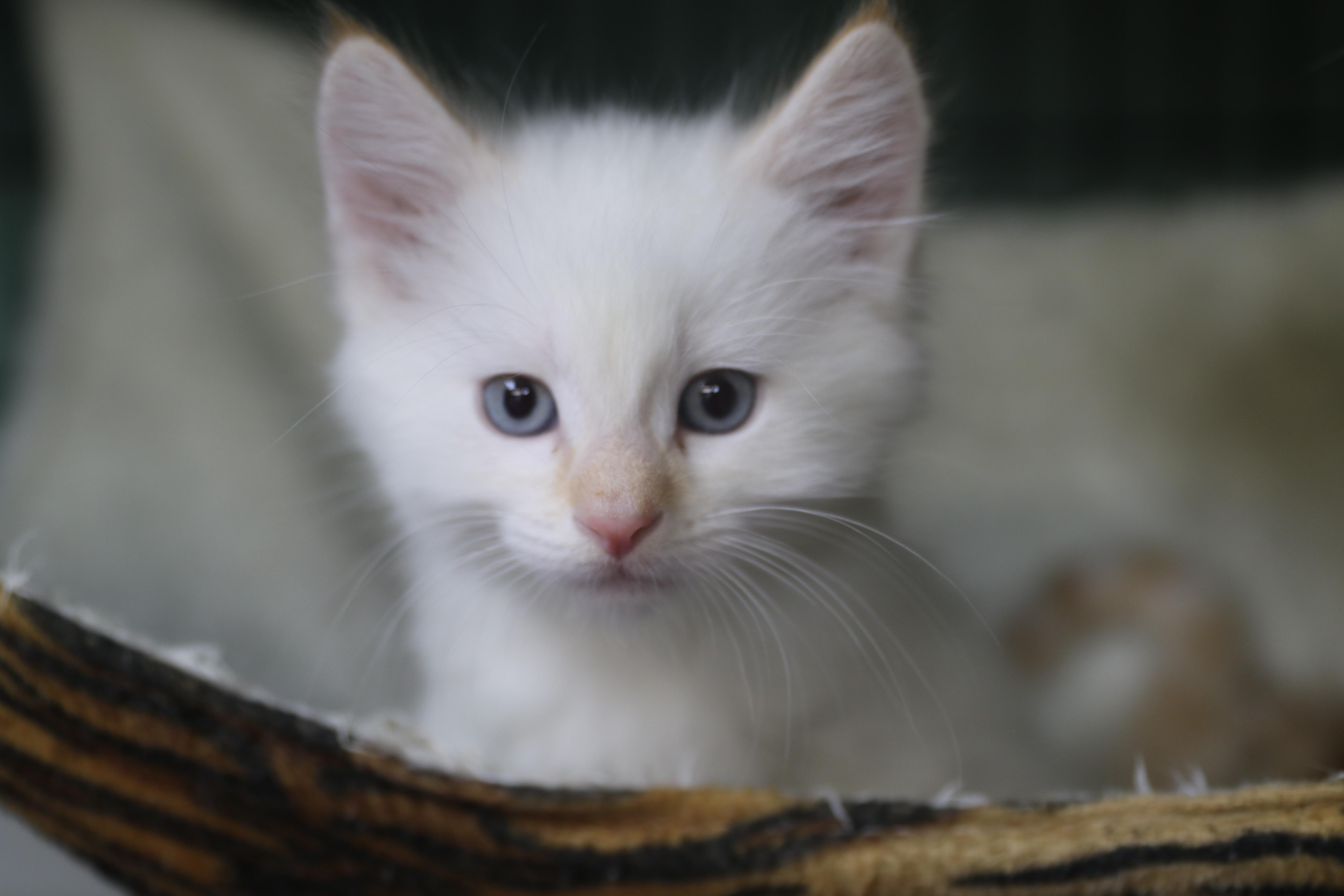 Katsitsi, Adoptable, Kitten Male Siamese.