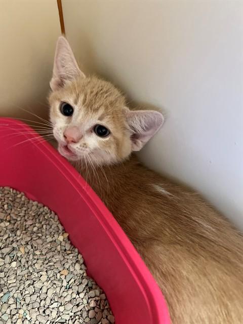 Enlarge BUTTERS, a Adoptable Domestic Short Hair in Blythe, CA image 1/1