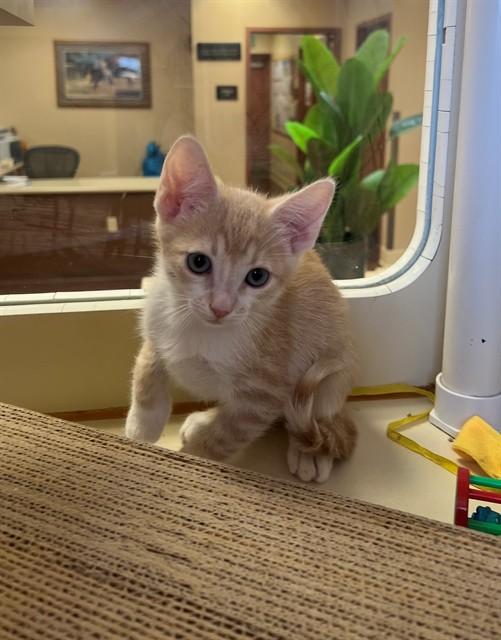 BUTTERS, Adoptable, Kitten Male Domestic Short Hair.
