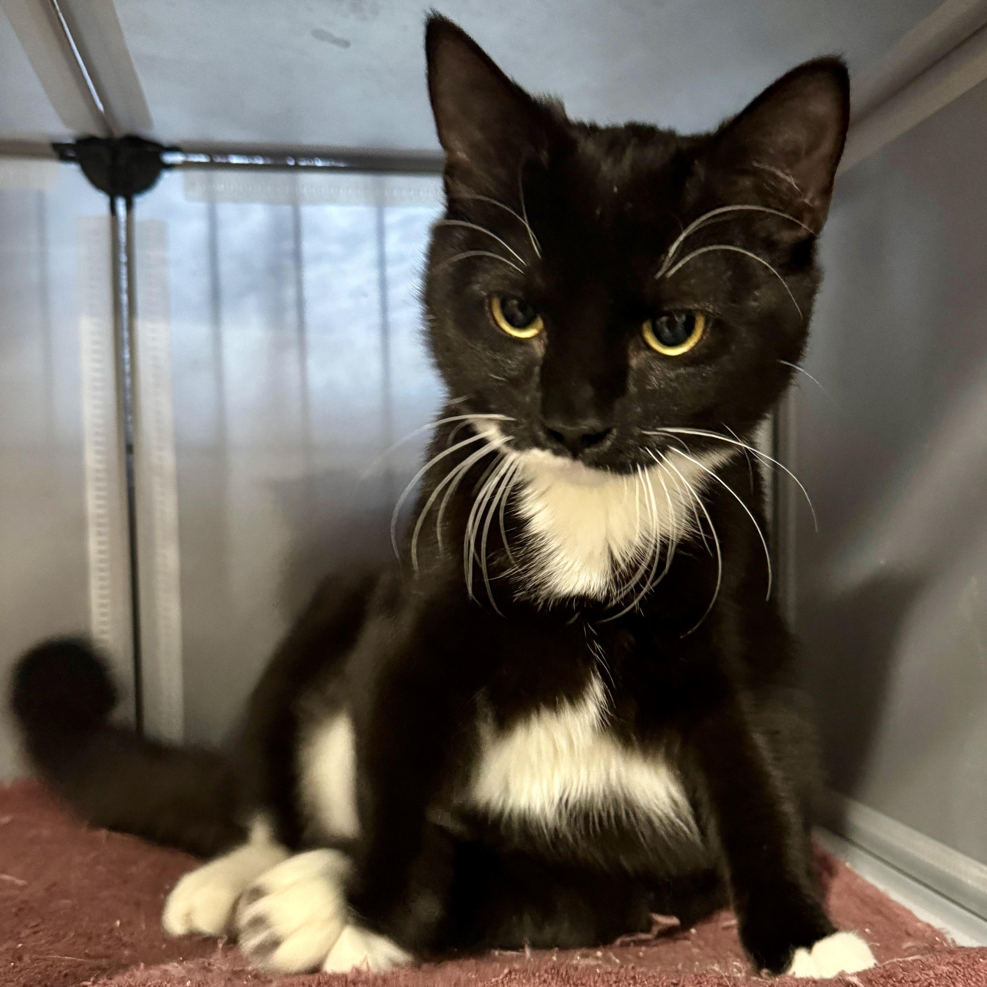 Enlarge Nova, a Adoptable Domestic Short Hair in Alexandria, VA image 5/6