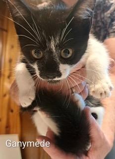 Ganymede, a Adoptable mixed breed in Parkville, MD image 1/3