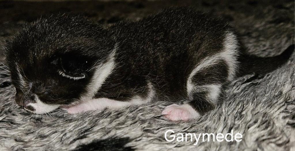 Ganymede, a Adoptable mixed breed in Parkville, MD image 2/3