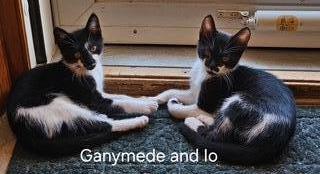 Ganymede, a Adoptable mixed breed in Parkville, MD image 3/3