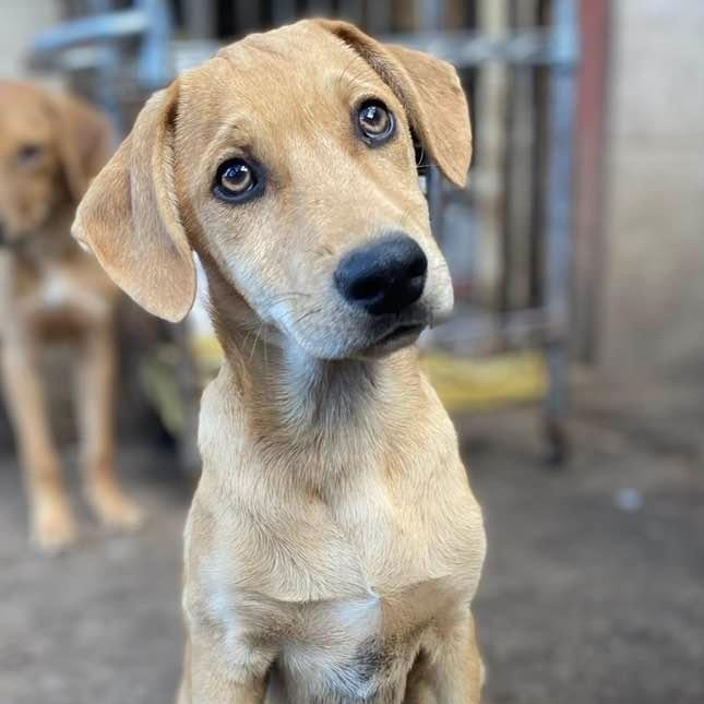 Porky PC, an adoptable Catahoula Leopard Dog, Labrador Retriever in Goliad, TX, 77963 | Photo Image 3