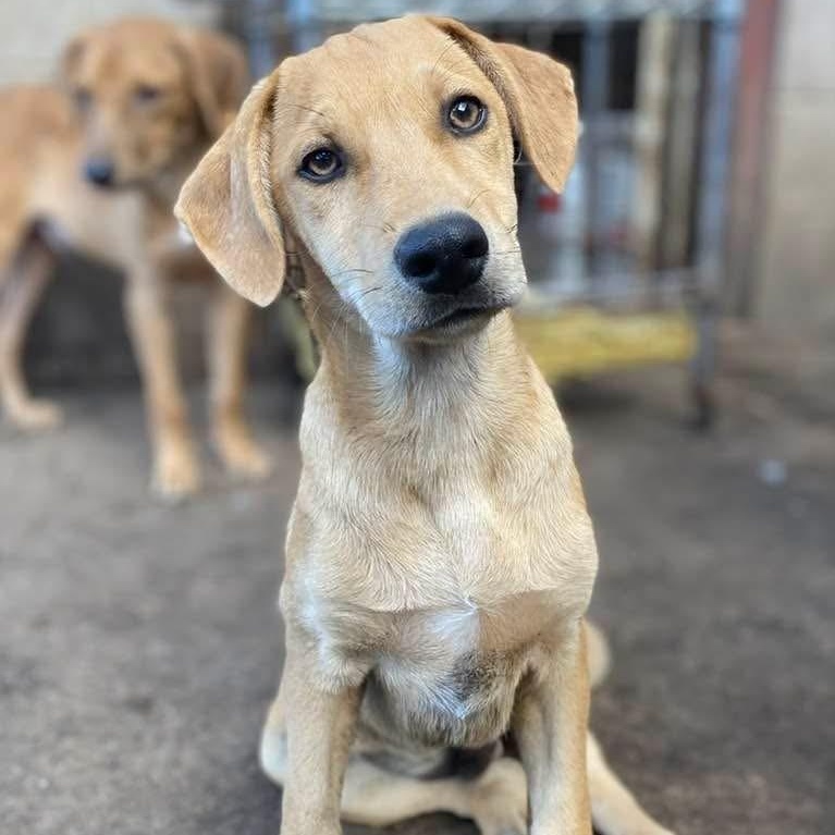 Porky PC, an adoptable Catahoula Leopard Dog, Labrador Retriever in Goliad, TX, 77963 | Photo Image 5
