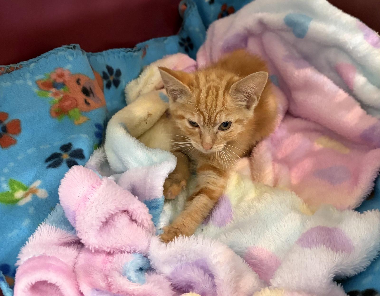 Princess Xena, a Adopted Domestic Medium Hair in Fort Pierce, FL image 1/2