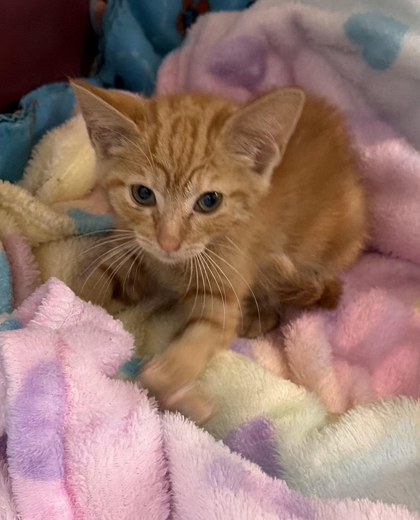 Princess Xena, a Adopted Domestic Medium Hair in Fort Pierce, FL image 2/2