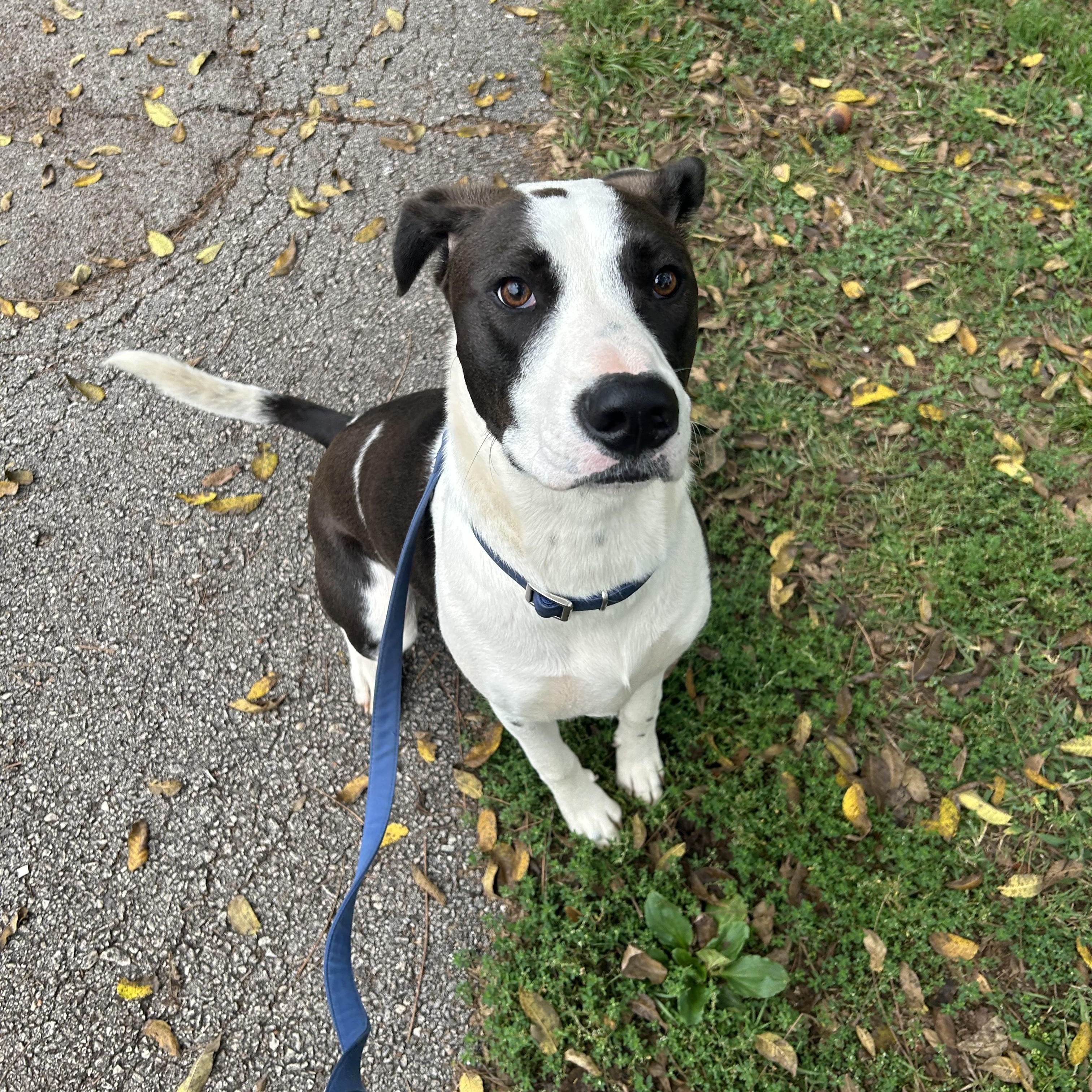 Oreo
