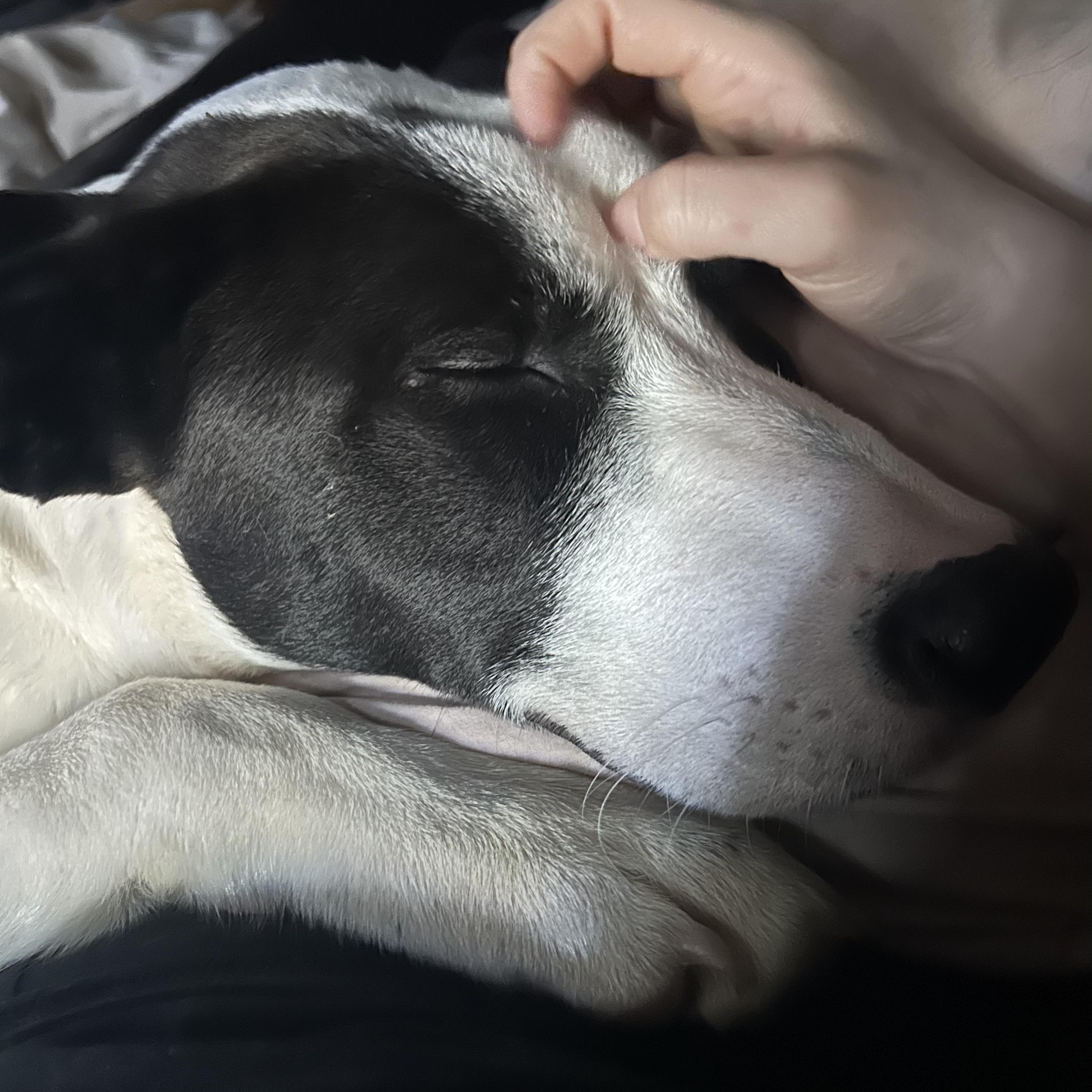 Oreo
