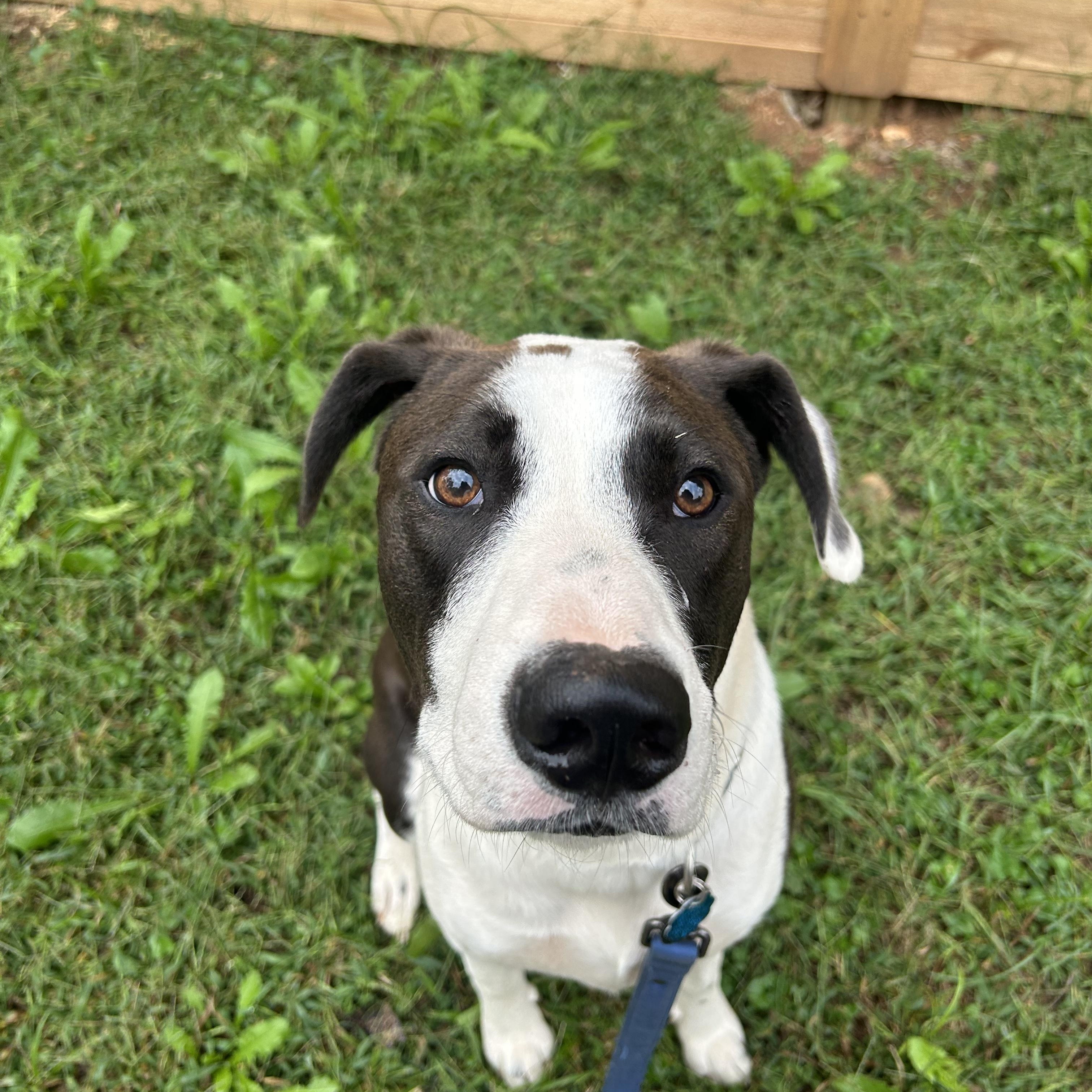 Oreo