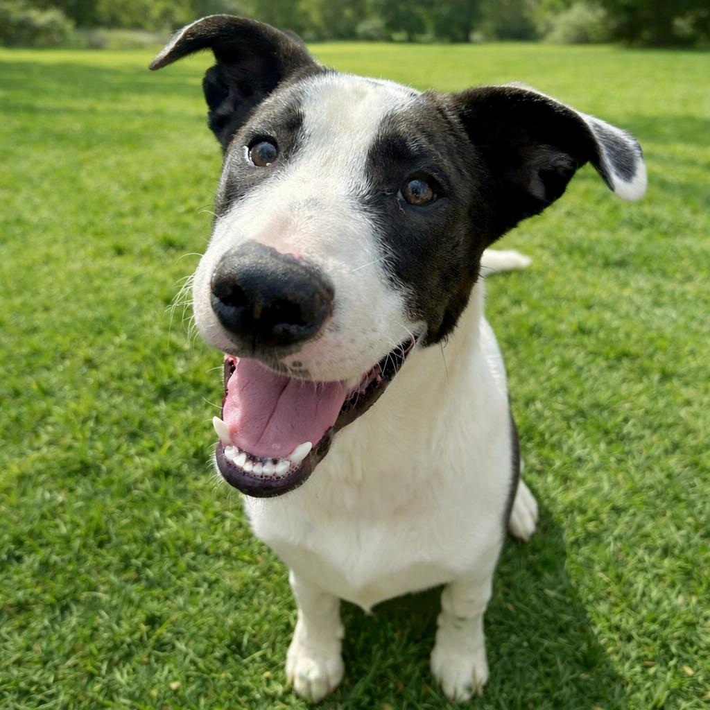 Oreo — thumbnail 4