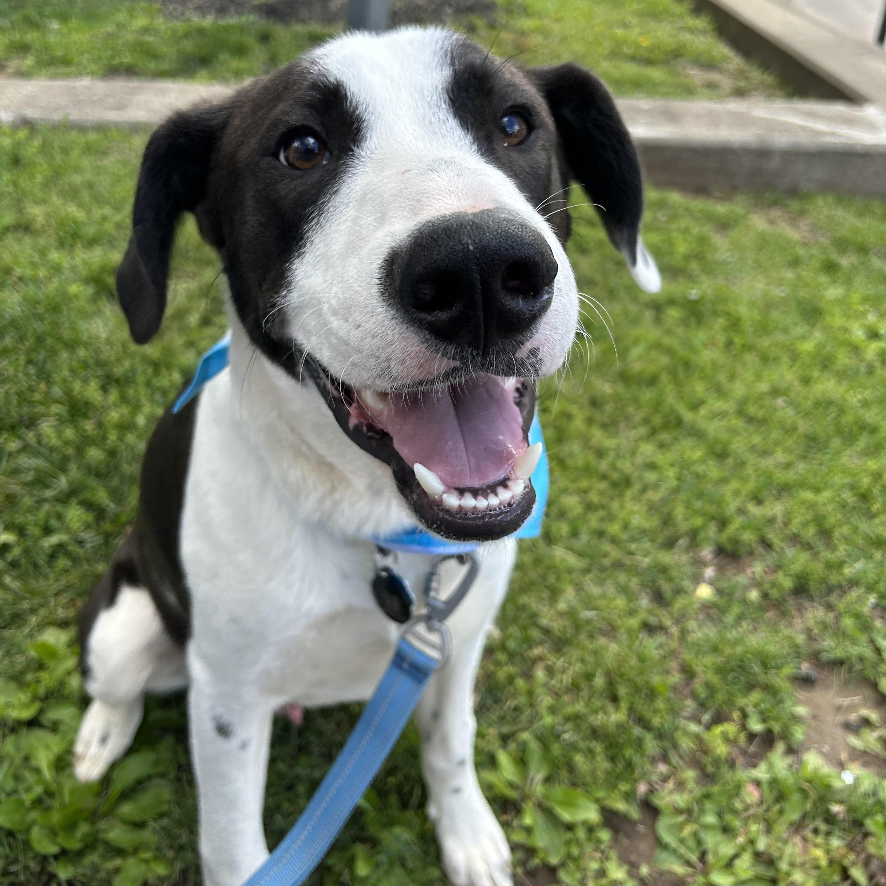 Oreo