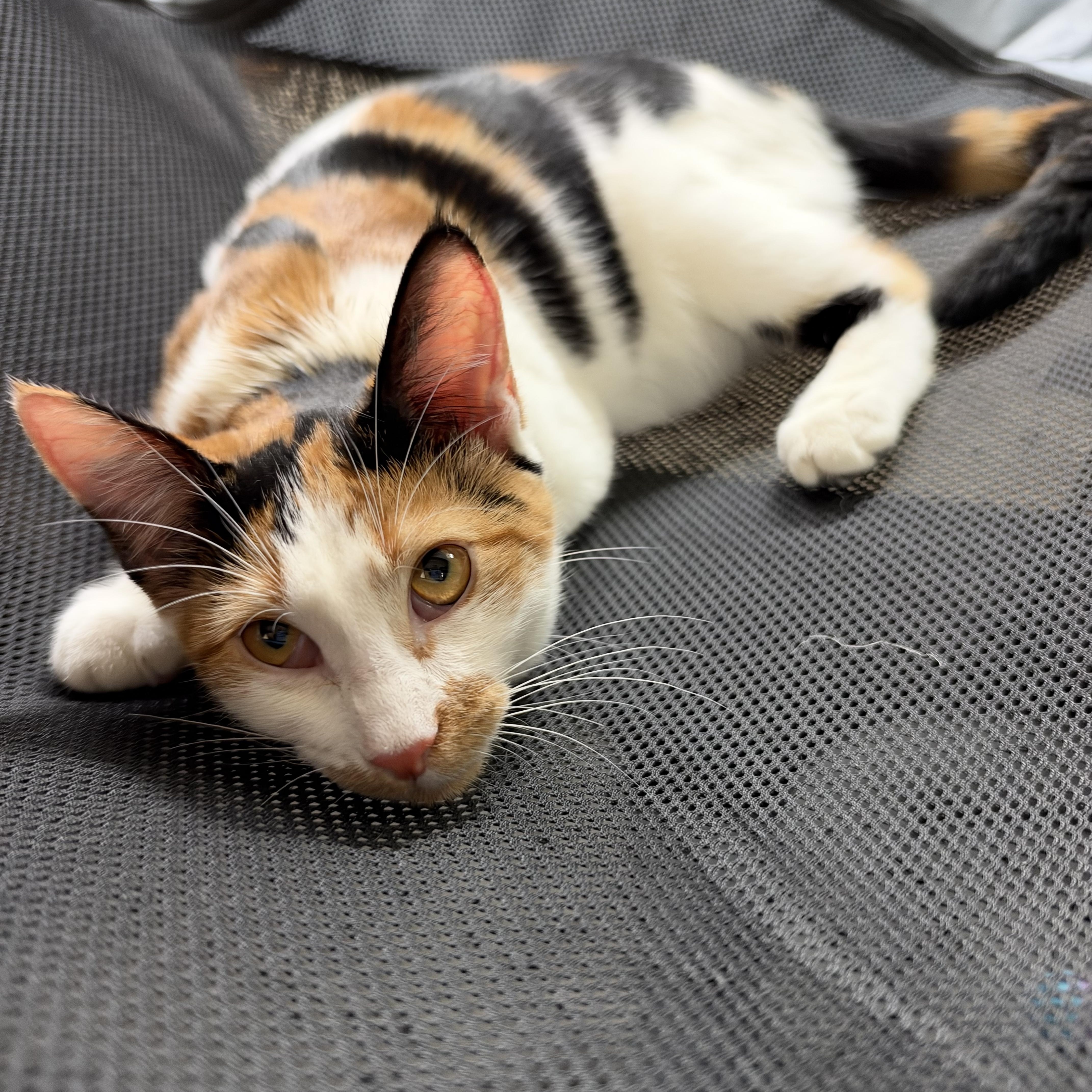 Enlarge Snickers, a Adoptable mixed breed in Warwick, RI image 1/6