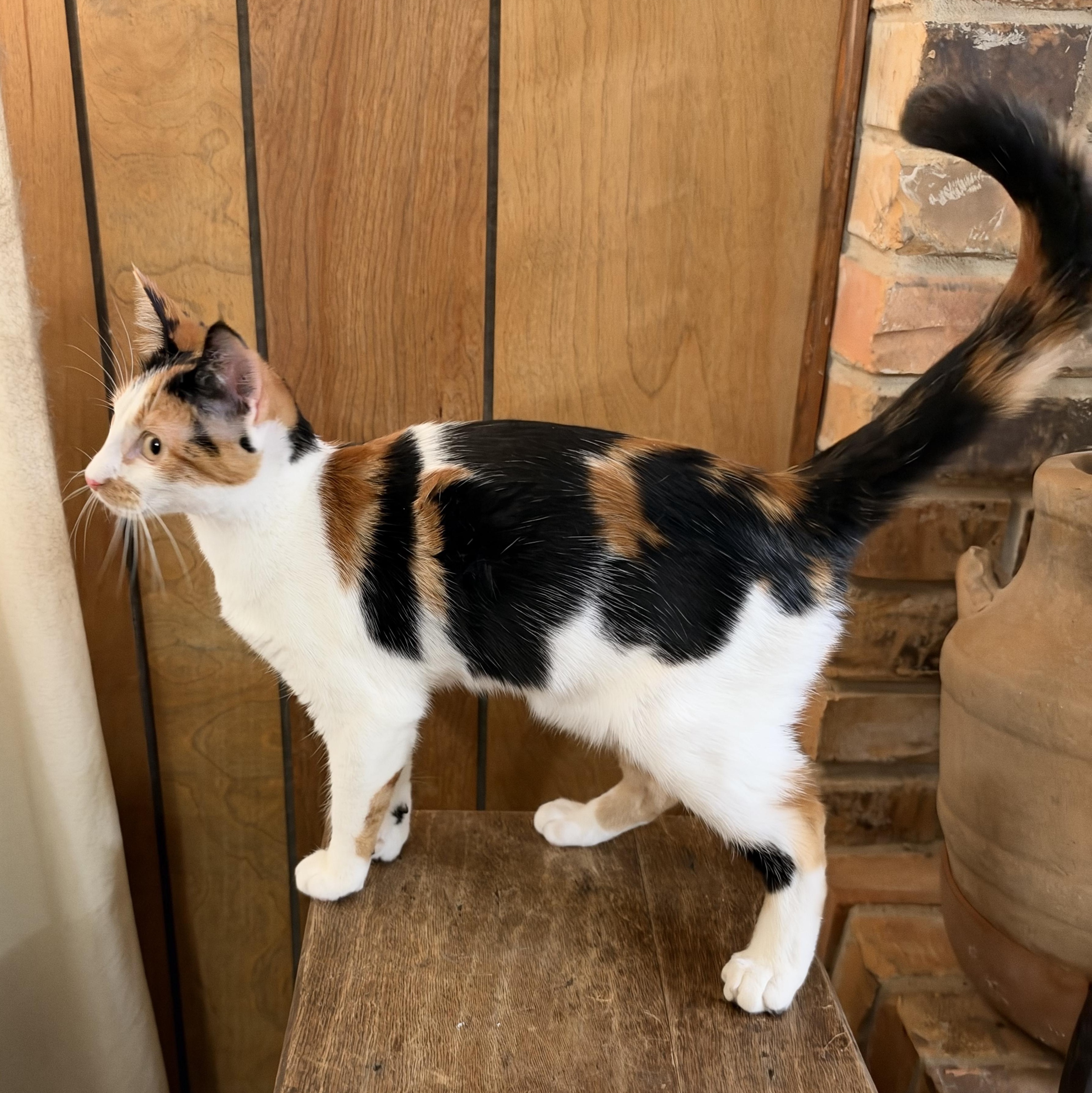 Enlarge Snickers, a Adoptable mixed breed in Warwick, RI image 5/6