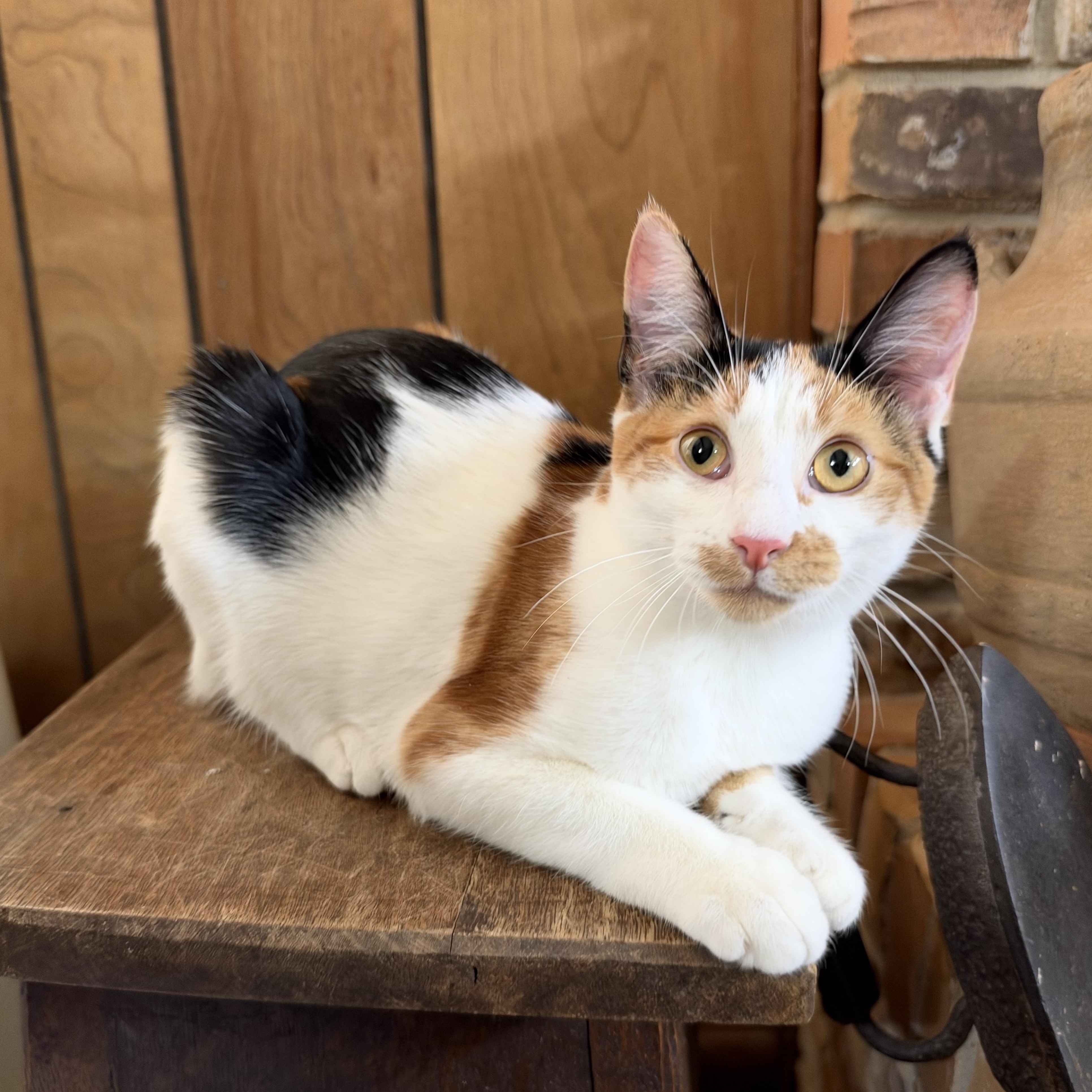 Enlarge Snickers, a Adoptable mixed breed in Warwick, RI image 3/6
