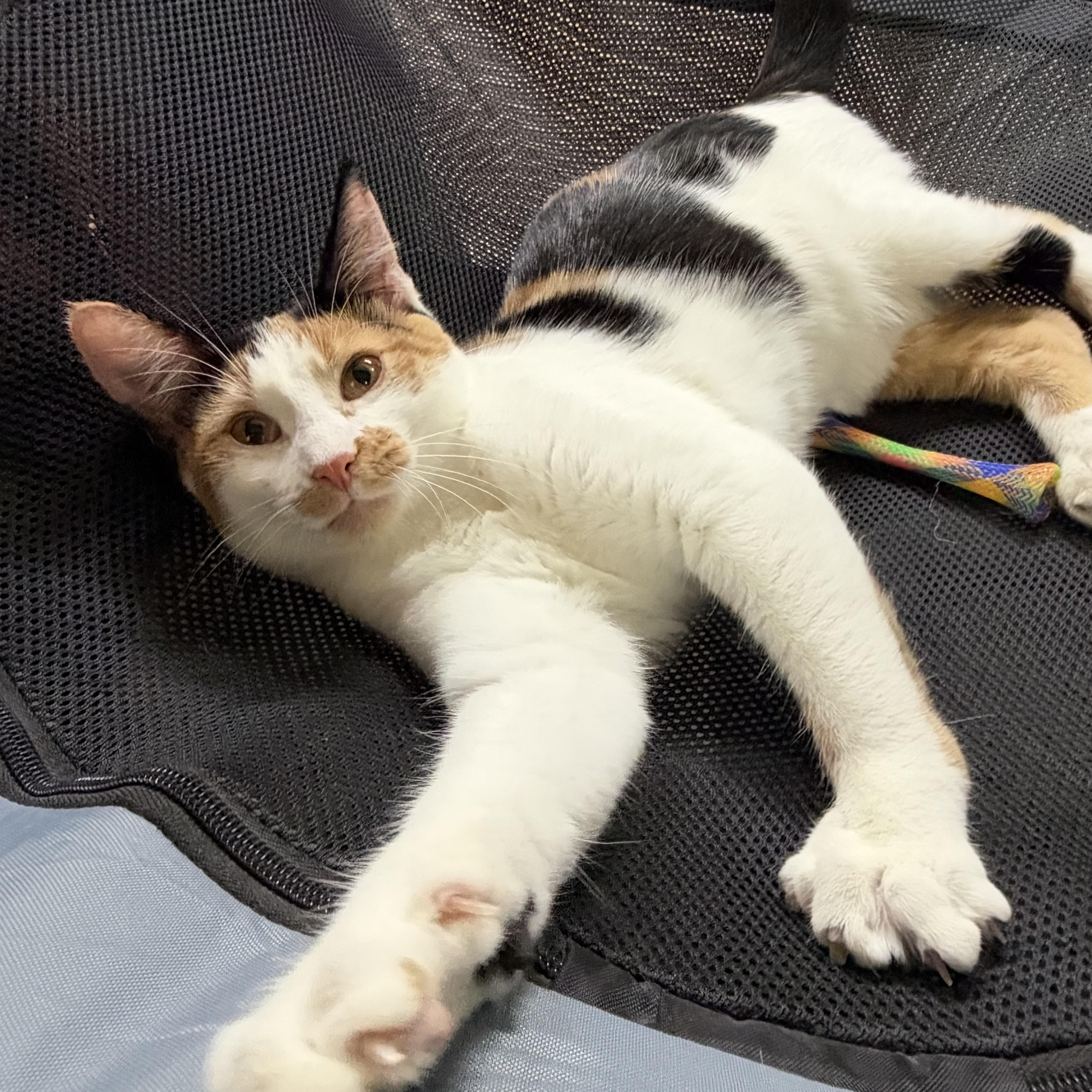Enlarge Snickers, a Adoptable mixed breed in Warwick, RI image 2/6
