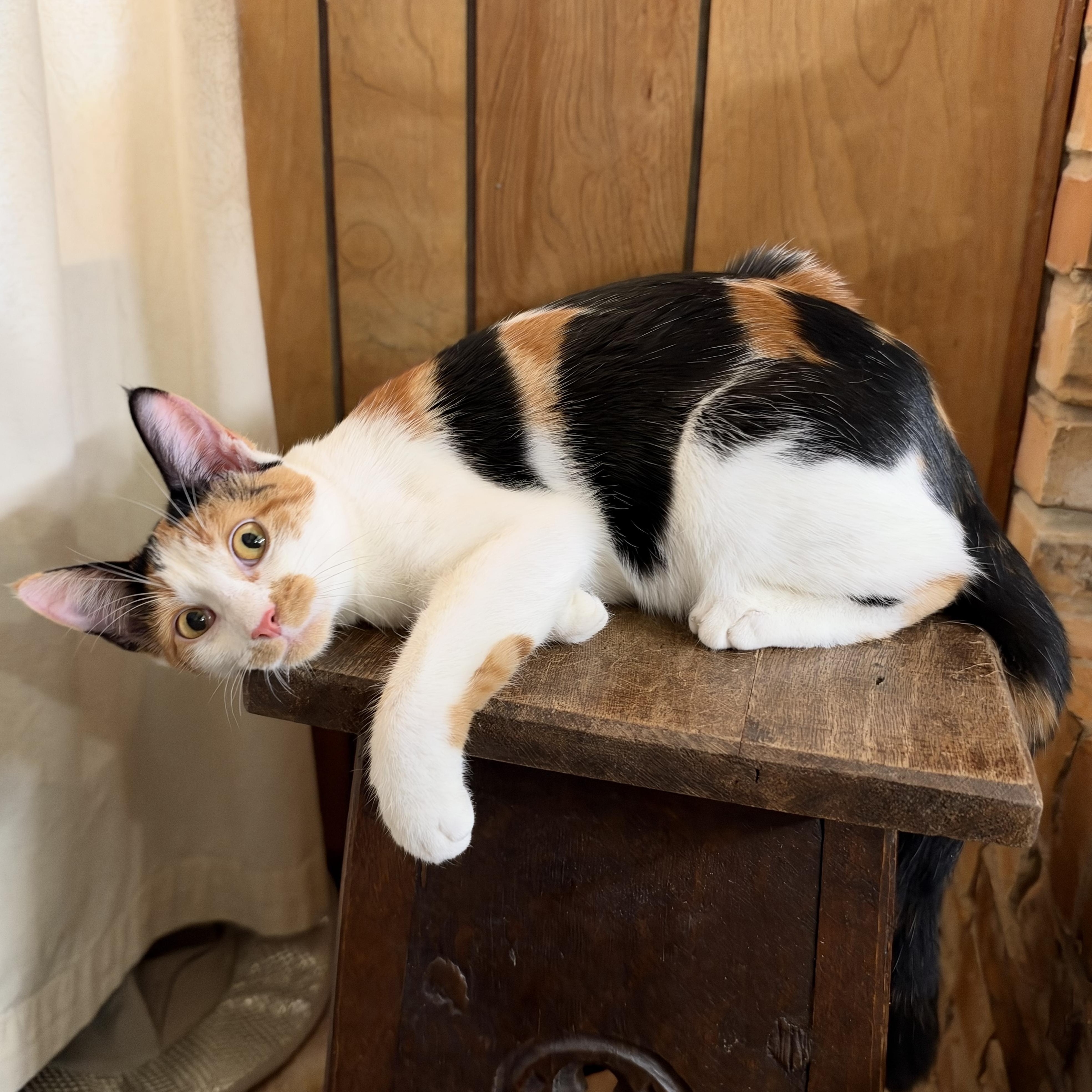 Enlarge Snickers, a Adoptable mixed breed in Warwick, RI image 4/6