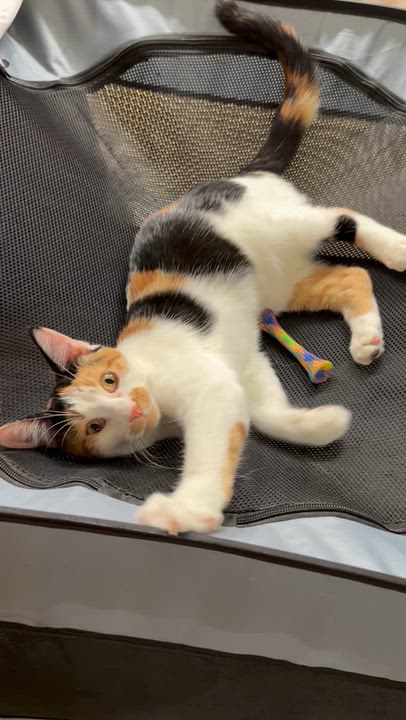 Enlarge Snickers, a Adoptable mixed breed in Warwick, RI video 6/6