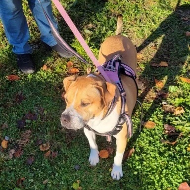 Enlarge Grace, a Adoptable mixed breed in Southampton, PA image 2/4