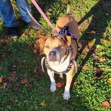 Grace, Adoptable, Adult Female Terrier & Mixed Breed.