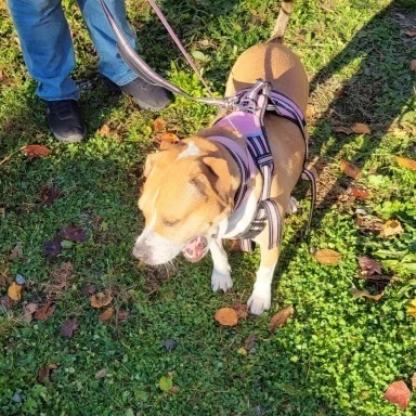 Enlarge Grace, a Adoptable mixed breed in Southampton, PA image 3/4