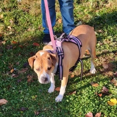 Enlarge Grace, a Adoptable mixed breed in Southampton, PA image 4/4