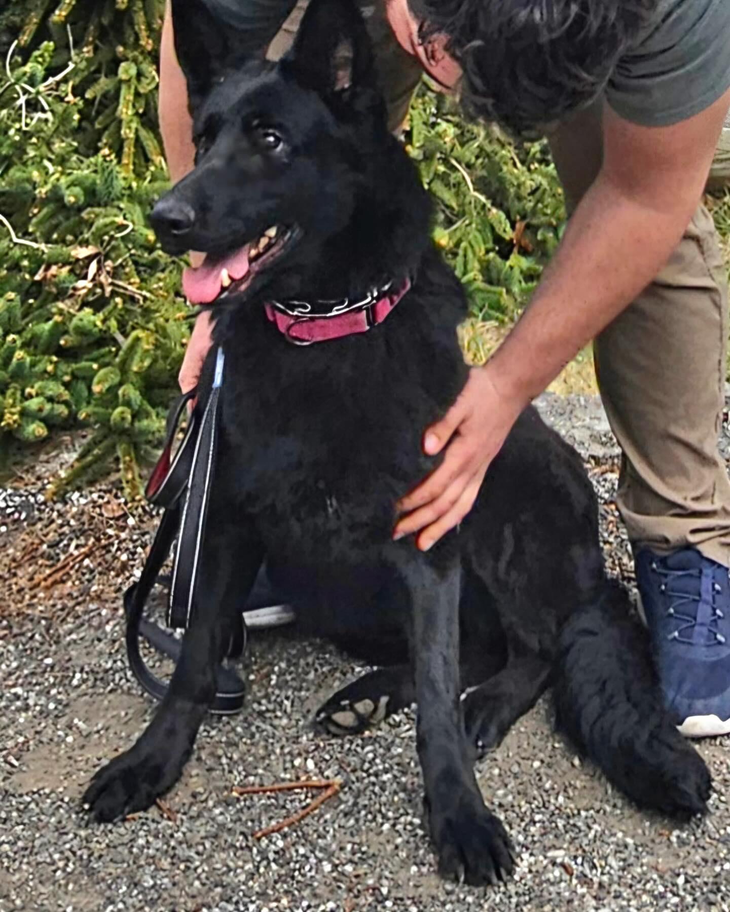 Enlarge Spice, a Adoptable German Shepherd Dog in Brookfield, CT image 3/6