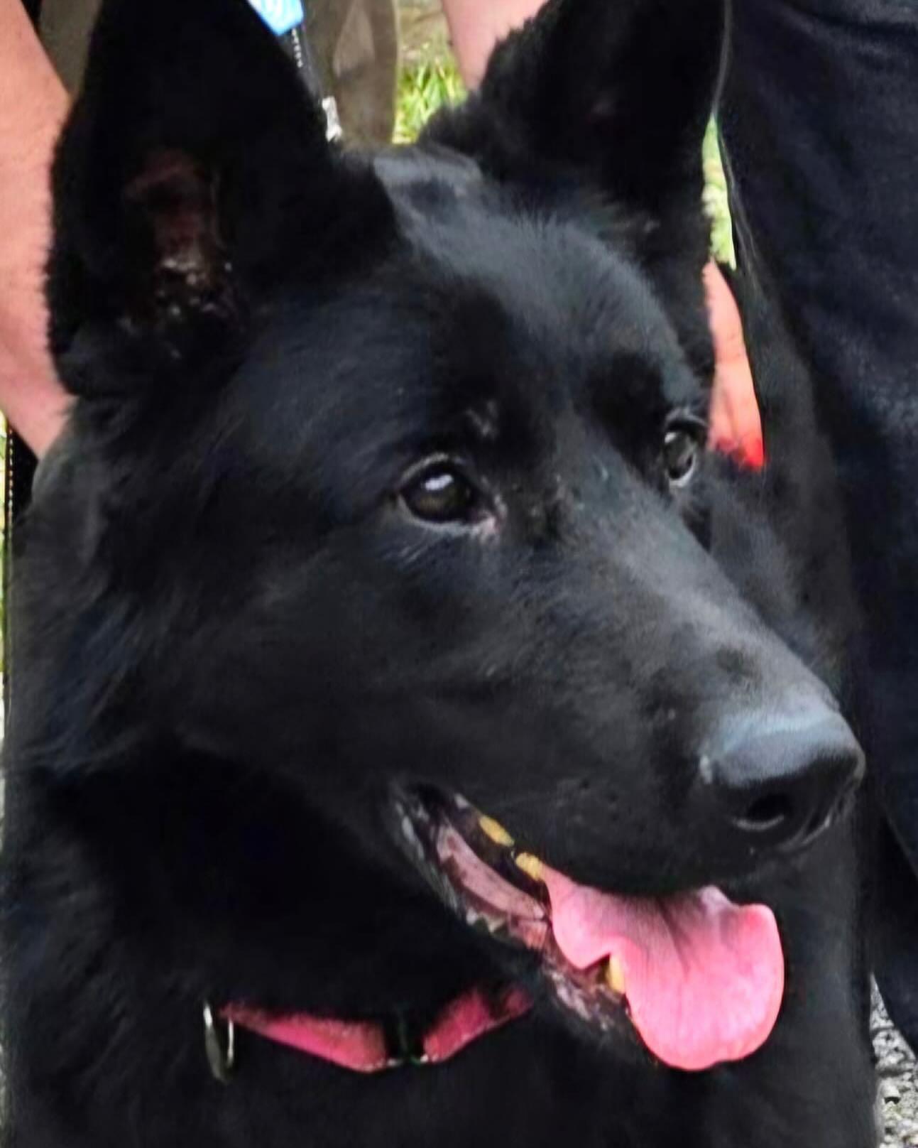 Enlarge Spice, a Adoptable German Shepherd Dog in Brookfield, CT image 5/6