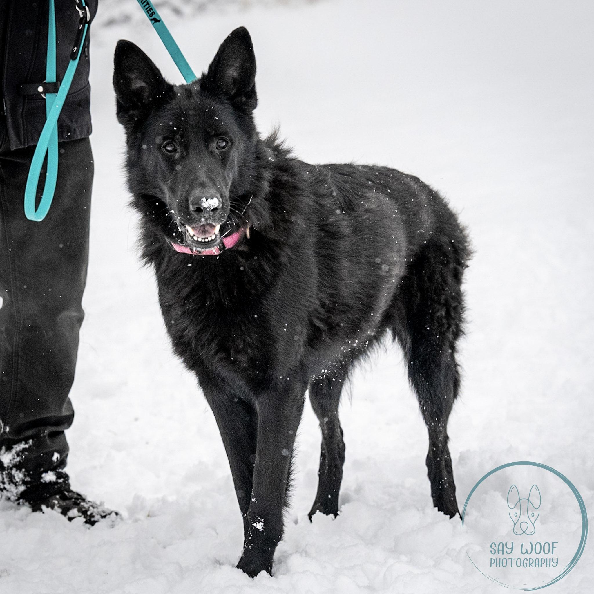 Spice, Adoptable, Adult Female German Shepherd Dog.