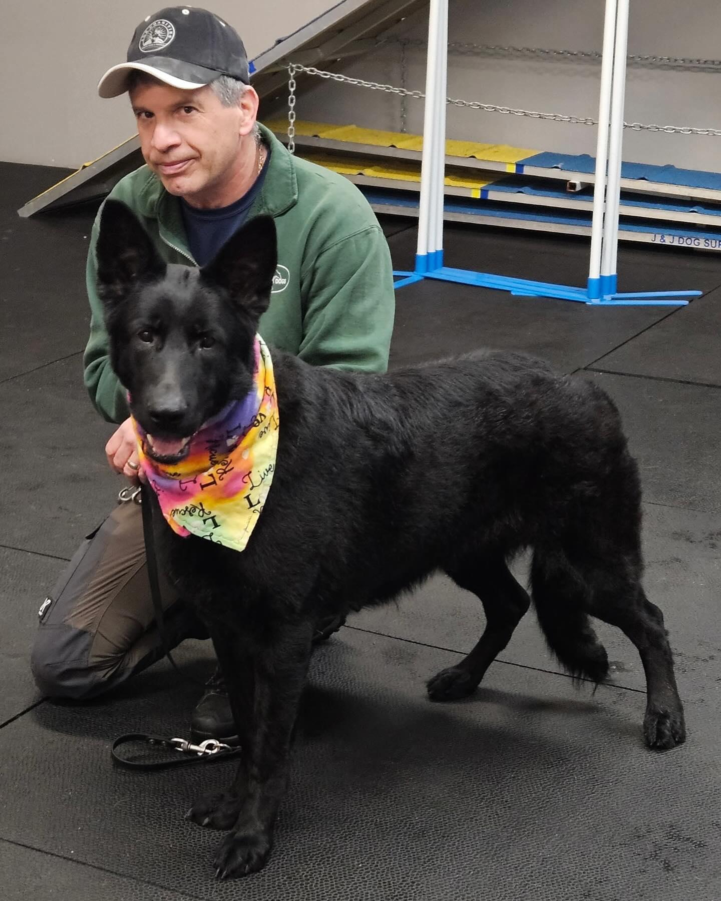 Enlarge Spice, a Adoptable German Shepherd Dog in Brookfield, CT image 2/6
