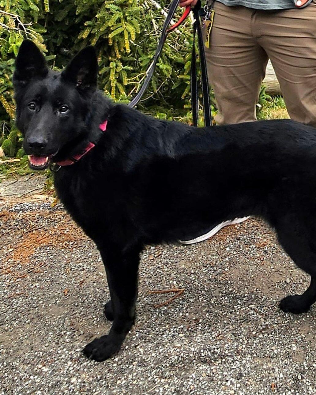 Enlarge Spice, a Adoptable German Shepherd Dog in Brookfield, CT image 1/6