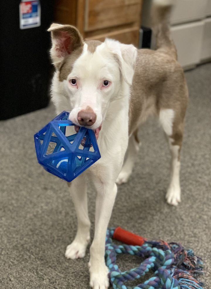 Winston - Deaf Dogs Hear with Their Hearts, a Adoptable mixed breed in Omaha, NE image 1/12