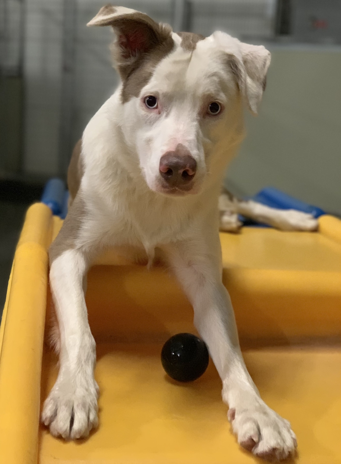 Winston - Deaf Dogs Hear with Their Hearts, a Adoptable mixed breed in Omaha, NE image 2/12