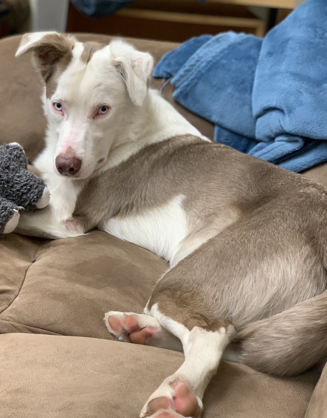 Winston - Deaf Dogs Hear with Their Hearts, a Adoptable mixed breed in Omaha, NE image 3/12