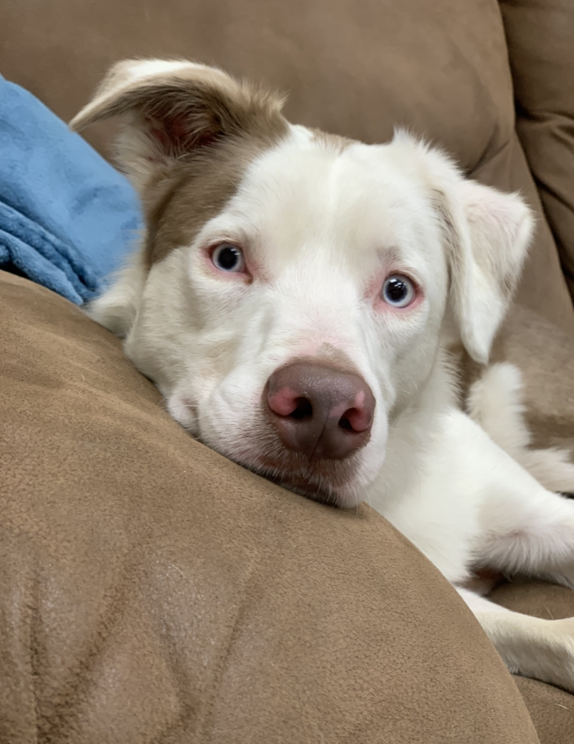 Winston - Deaf Dogs Hear with Their Hearts, a Adoptable mixed breed in Omaha, NE image 4/12